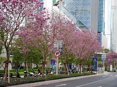 -深圳湾万象城(南山店)