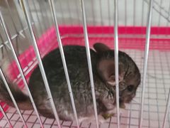-中环花鸟鱼虫市场