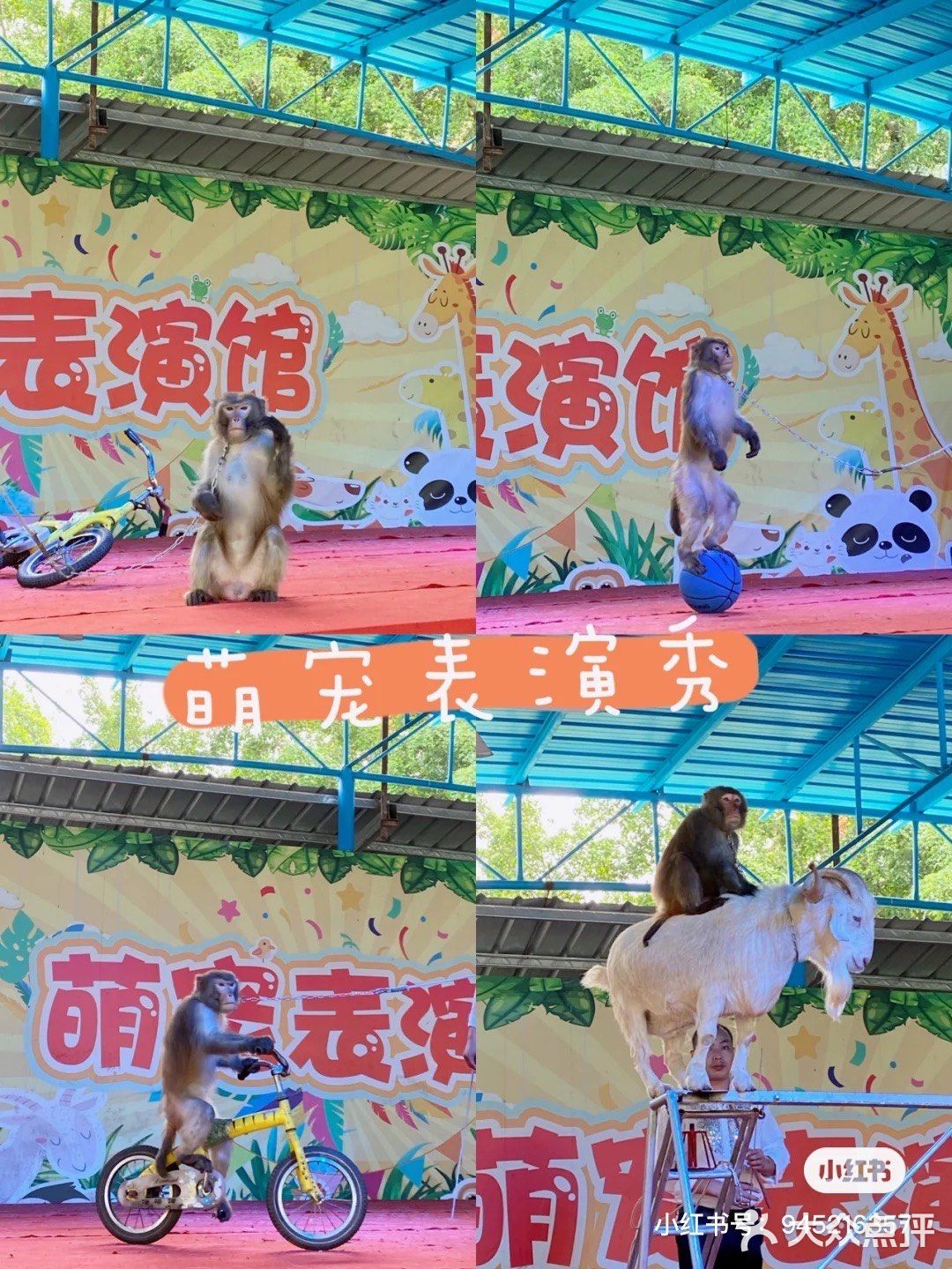 🐒肇庆周边游|四会大虫生态动物乐园|亲子游