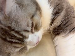-平行世界·猫咖(首经贸店)
