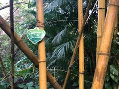 -呀诺达热带雨林