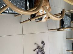 -平行世界·猫咖(首经贸店)