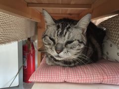 海边的猫和咖啡馆-海边的猫和咖啡馆