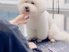 -爱宠屋pet shop·宠物洗澡·宠物美容