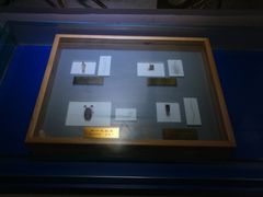 -上海昆虫博物馆