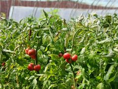 -万源龙顺度假庄园生态观光园