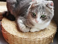 -猫儿山۰猫主题餐厅