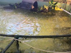 -楚鱼王·河鲜·湖北菜(华农店)