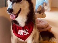 -Husky Go! 哈士奇体验馆·宠物咖啡厅狗咖