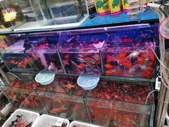 -曲阳花鸟市场(曲阳路店)