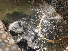 -蜀留香石锅鱼(六顺街店)