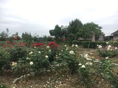 -金谷域澳洲庄园