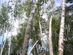 -五营红松林海景区