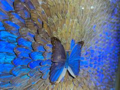 -上海昆虫博物馆