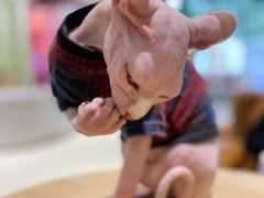 -藏猫猫咖啡主题馆(中央大道店)