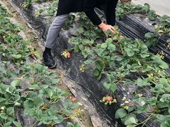 -胜丰草莓采摘园