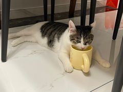 -天使宠物医院·犬猫分诊(彩虹店)