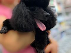 -熊小胖宠物生活馆(天华园店)