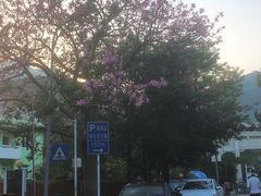 -梧桐山风景名胜区