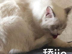 -CoCo都可(金狮店)