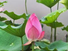 -莲花池公园
