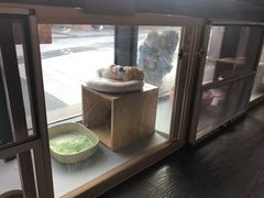 -吉丁鸟咖·异宠·寄养