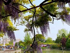 -嘉定紫藤园