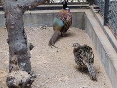 -石家庄市动物园