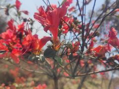 -瑞安圣井山景区