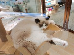 -momokira米努特·德文卷毛猫·棉花面纱犬