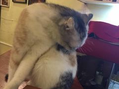 -猫色咖啡·猫咖