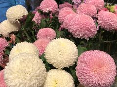 -植物学家的女儿(北马道巷店)