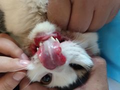 -康旭宠物医院(郑州总院)