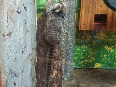 -上海大自然野生昆虫馆(东方明珠·爬宠昆虫探索中心)
