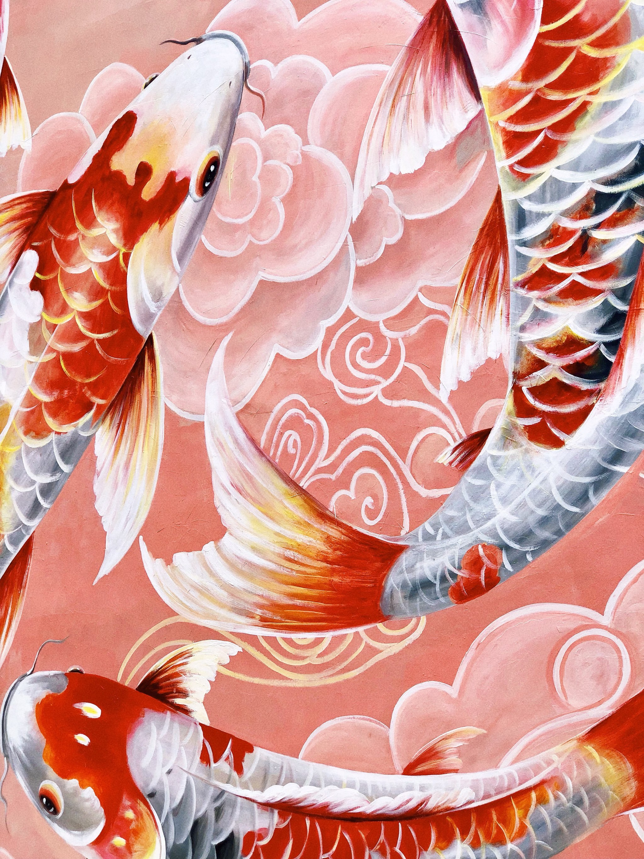 在苏村遇见锦鲤