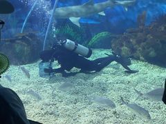 -上海海昌海洋公园