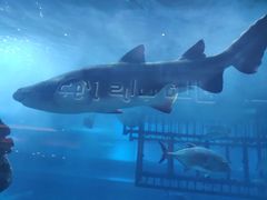 -迪拜水族馆及水下动物园
