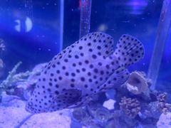 -太平洋海底世界