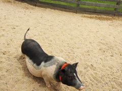 -前小桔亲子创意农场·草莓采摘·露营烧烤