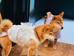 -猫色咖啡·猫咖