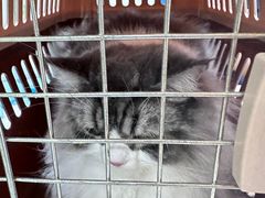 -萌兽医馆·宠物医院·猫骨科(创景店)