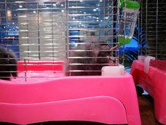 -龟与熊猫宠物公园(南坪店)