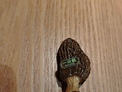 -一朵菌·野生菌探索家火锅(南亚店)