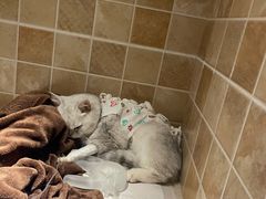 -宠爱国际动物医院· 猫科· 外科·中兽医(长白店)