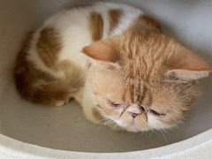 -怪兽屋·羊驼·猫咖·狗咖(俊华广场店)