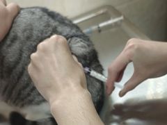 -动物缘宠物医院·骨科·猫科(西二环店)