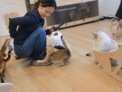 -有喵·猫咖·狗咖·30几只猫10只小狗(岗厦店)