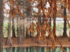 -贡湖湾湿地公园