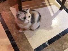 -猫色咖啡·猫咖