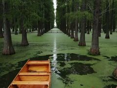 -渌洋湖湿地公园